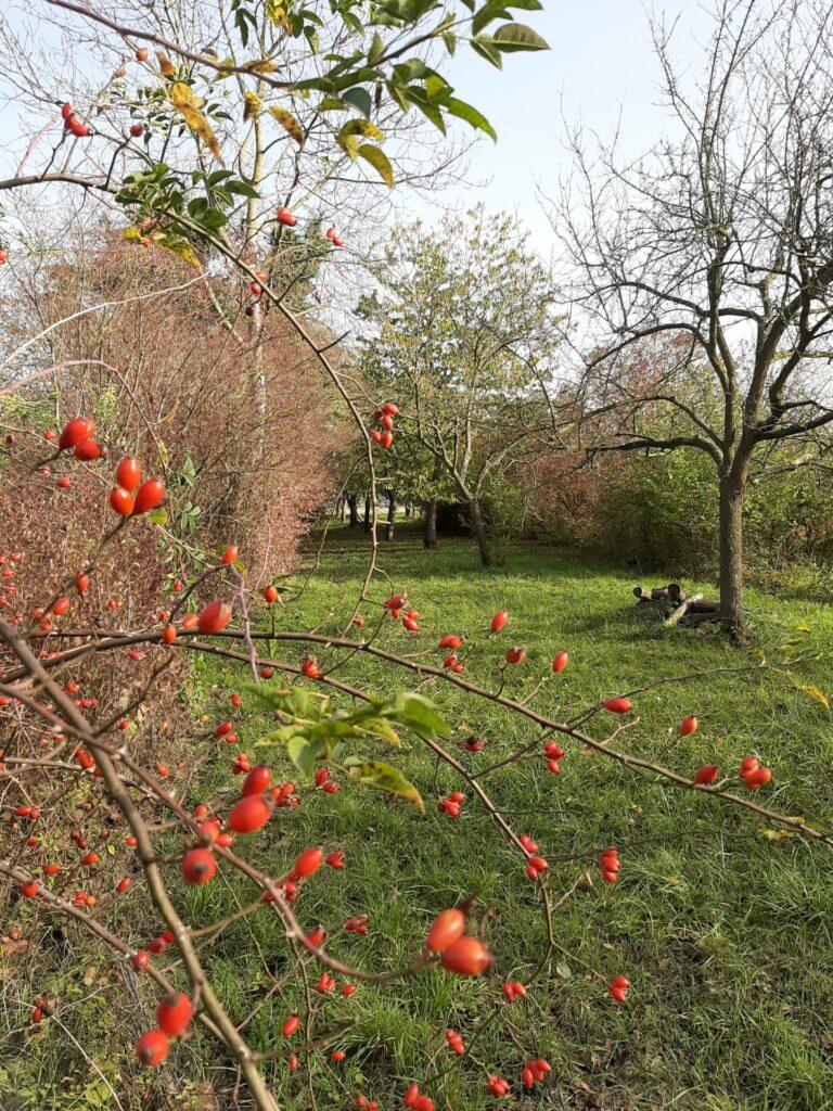 Vergers à Muntzenheim