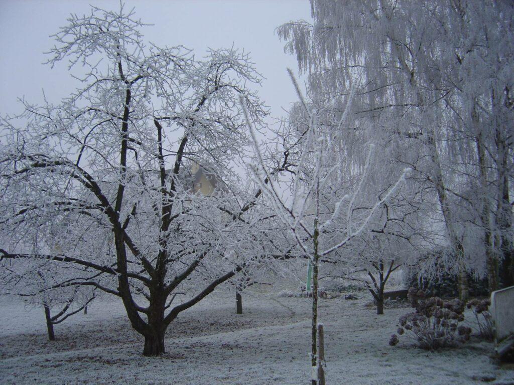Vergers en hiver à Muntzenheim